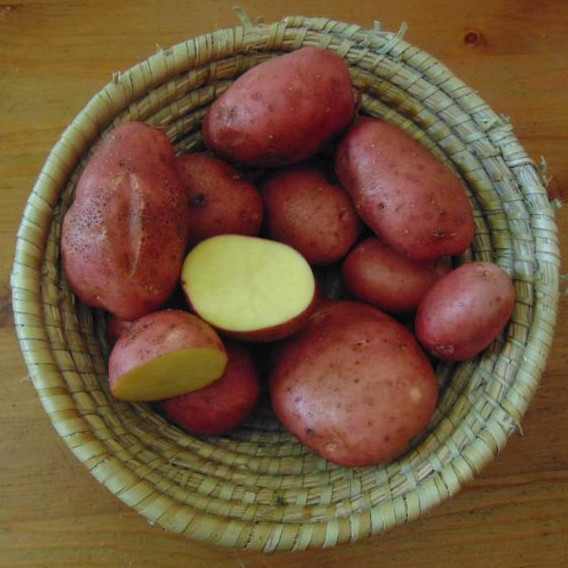 brambory-red-anna.jpg